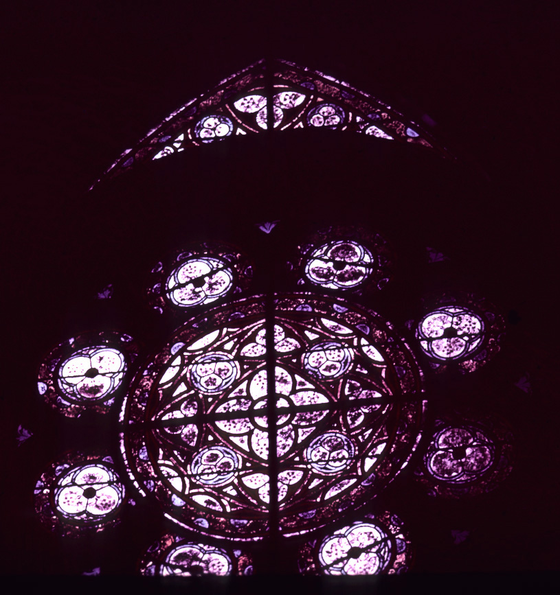 Detail, rose