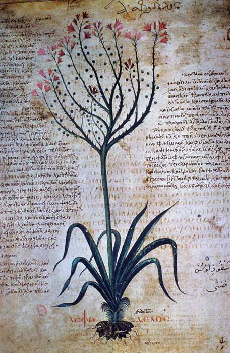 Millet No.: 1.V832.16 - Med.gr.1