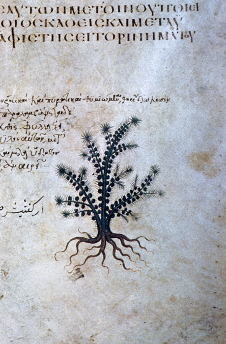 Millet No.: 1.V832.19 - Med.gr.1