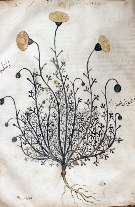 Millet No.: 1.V833.1 - Med.gr.1
