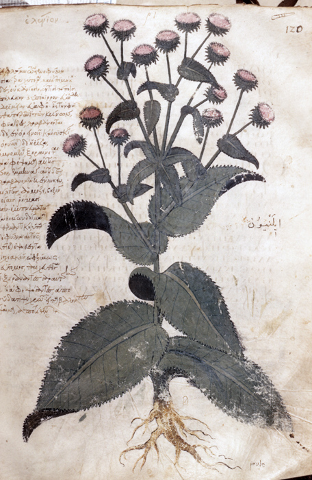 Millet No.: 1.V833.2 - Med.gr.1