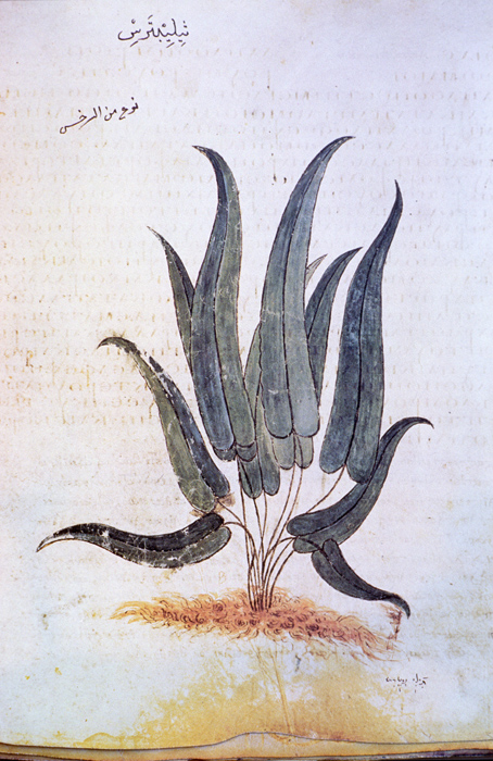 Millet No.: 1.V833.4 - Med.gr.1 