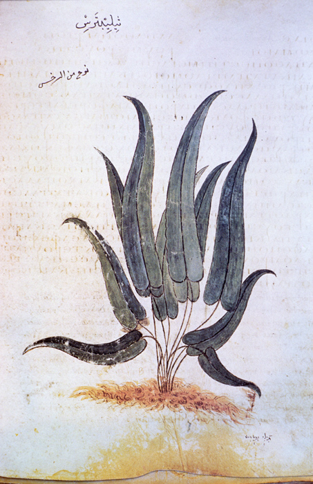 Millet No.: 1.V833.5 - Med.gr.1 
