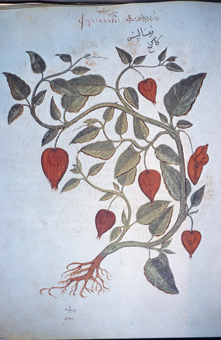 Millet No.: 1.V833.6 - Med.gr.1 
