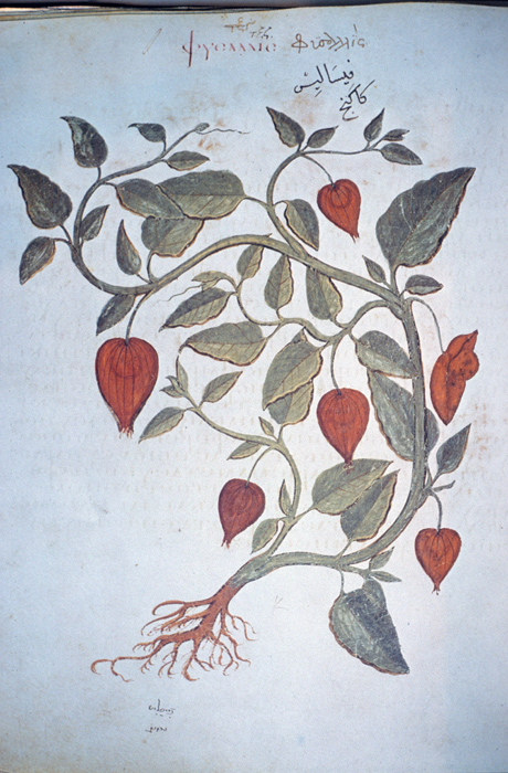 Millet No.: 1.V833.7 - Med.gr.1 