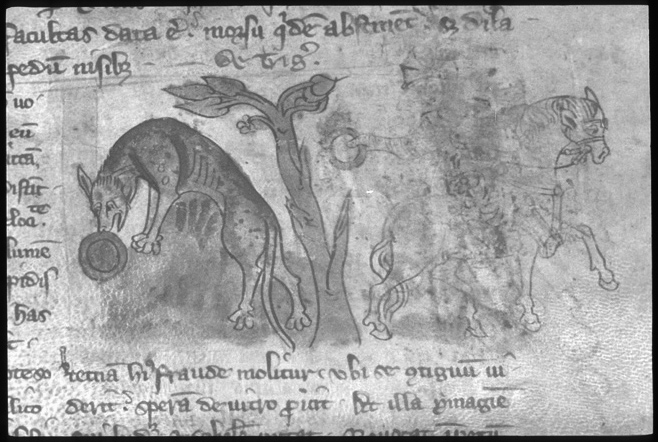 Bestiary, Tiger and Image