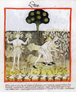 Illustration of Summer in the Tacuinum sanitatis. Vienna, Österreichische Nationalbibliothek, (Cod. Vindob. ser. nov. 2644, fol. 54r). Lombardy, c. 1390. Photograph via Wikimedia Commons.