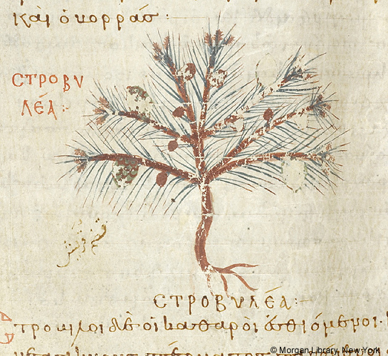 A painting of a pine tree surrounded by Greek text.