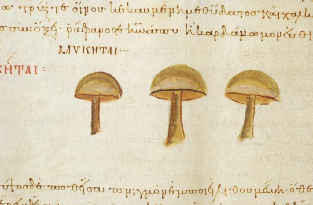 A manuscript illustration of three brownish-yellow mushrooms lined up in a row. A word of Greek text partly visible on the upper right.